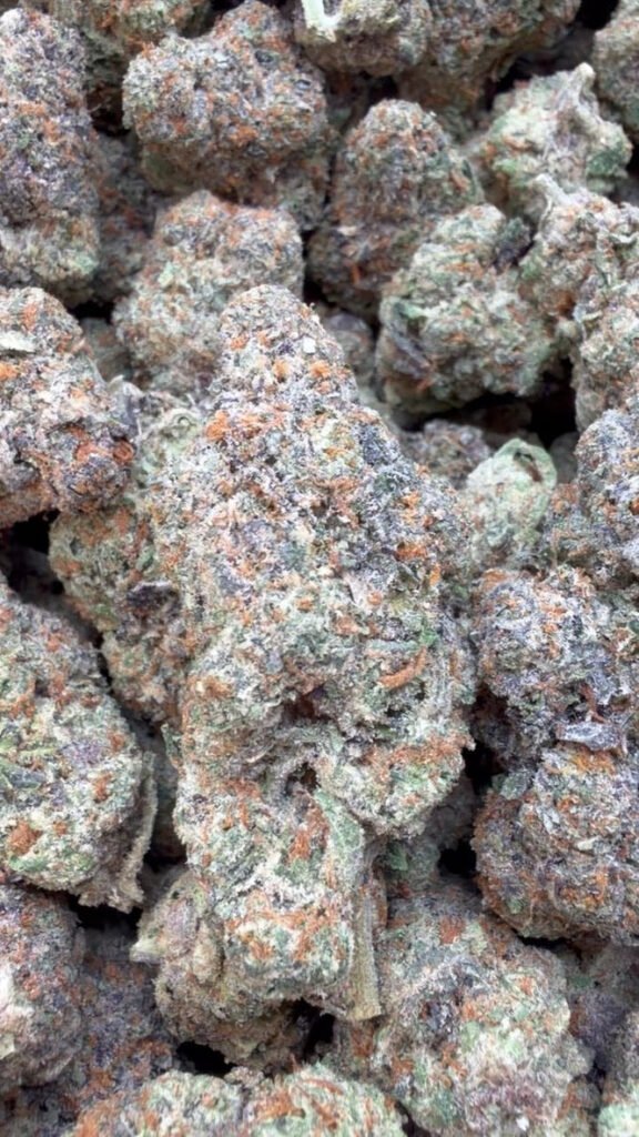 Lemonatti Indoor - Sativa Großhandel - Sativa Hanfblüten in Großmenge