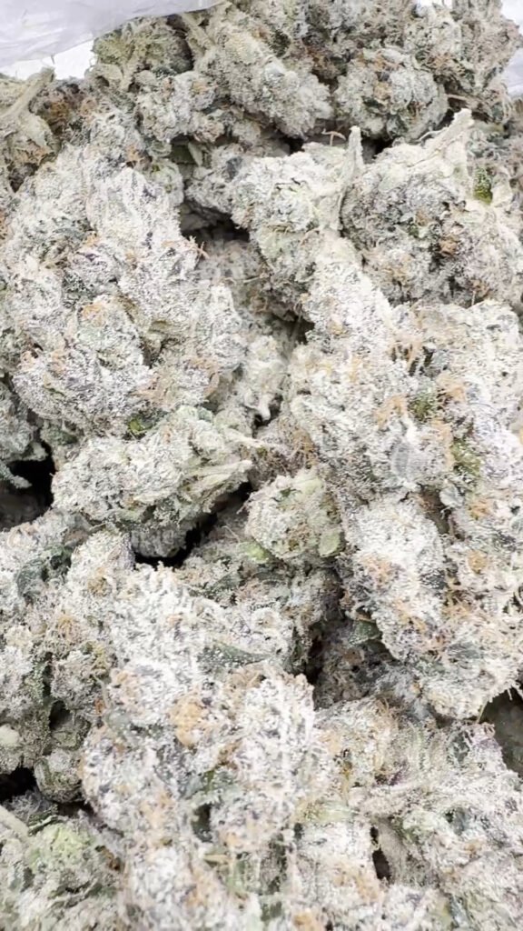 Indoor Exotic Black Magic - Indica Großhandel - Indica Hanfblüten in Großmenge