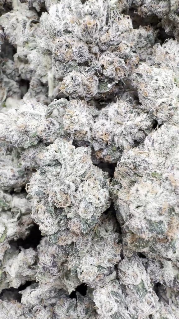 Indoor Exotic Dark Matter - Hybrid Großhandel - Hybrid Hanfblüten in Großmenge