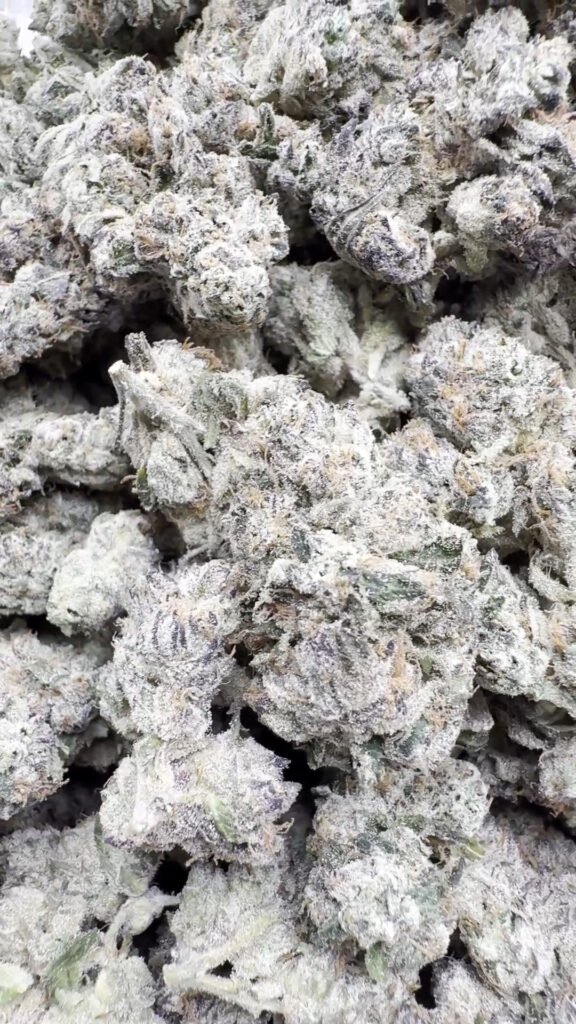 Indoor Exotic Don Murfos LCG - Hybrid Großhandel - Hybrid Hanfblüten in Großmenge