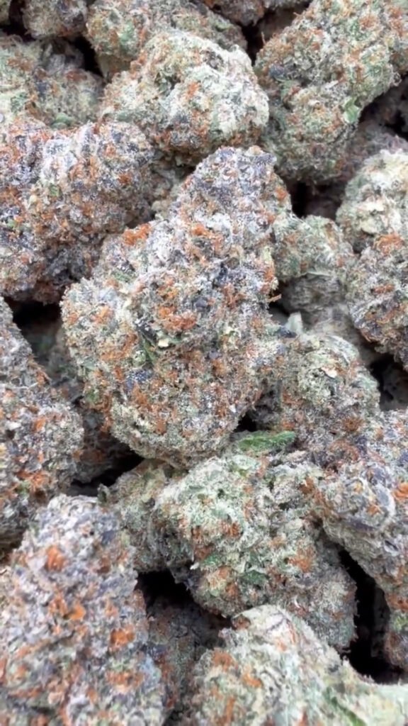 Gelonade Indoor - Sativa Großhandel - Sativa Hanfblüten in Großmenge